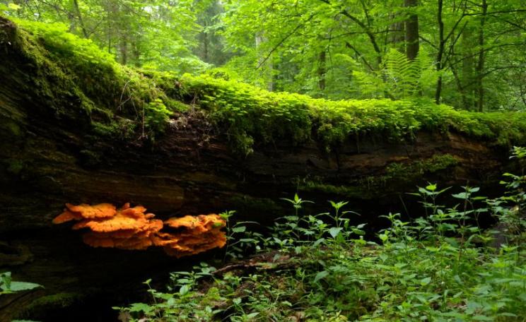 A fallen tree in the Bialowieza National Park, Poland. The orange mushroom (Laetiporus sulphureus) in front is edible and known as 'chicken of the woods'. Photo: Frank Vassen via Flickr (CC BY).