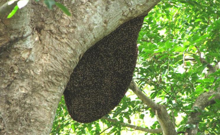 A huge wild bee hive in Indian forest. Photo: Karunakar Rayker via Flickr (CC BY).