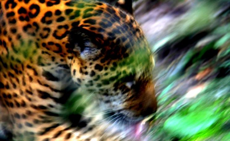 Jaguar at Pilpintuwasi, near Iquitos in the Peruvian Amazon. Photo: worldsurfr via Flickr (CC BY-NC-ND).