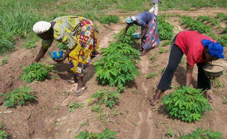 Women applying fertilizer to Cassava plants in Ekiti, without these crops the farmers would have nothing. Photo: International Institute of Tropical Agriculture via Flickr (CC BY-NC 2.0)