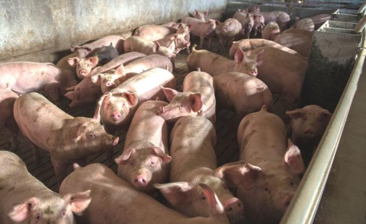 Intensively reared animals are typically kept in barren, squalid conditions, however product labels often don't display this reality. Photo: © Compassion in World Farming.