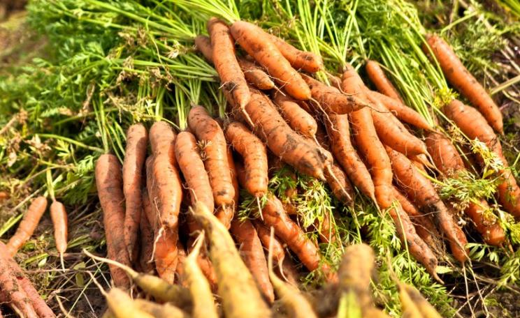 Organic carrots on a New England farm, USA. Photo: Sandor Weisz via Flickr (CC BY-NC).