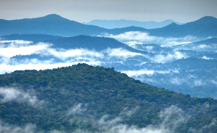 Wild coffee grows in these forests of the Ethiopian highlands - and nowhere else. Photo: Indrias Getachew.