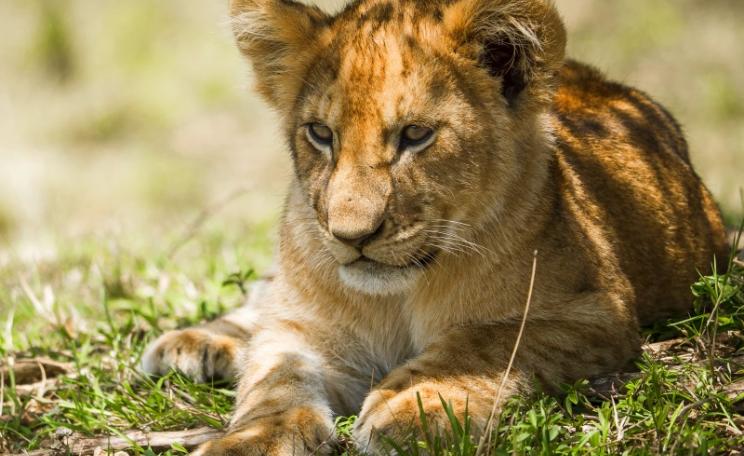 A young lion cub resting in Massai Mara National reserve, Kenya. Photo: Ralf Κλενγελ via Flickr (CC BY-NC)