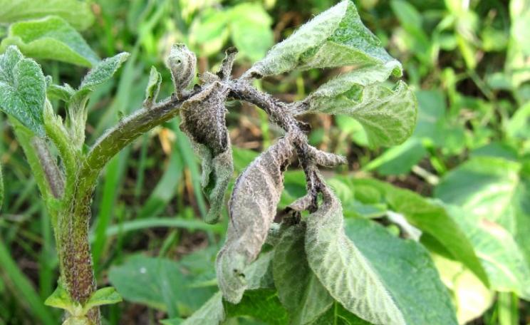 Late blight is a serious disease - but there are already dozens of conventionally-bred potato varieties with much stronger resistance than the 'new improved' GM version. Photo: Graham Rawlings via Flickr (CC BY-NC).