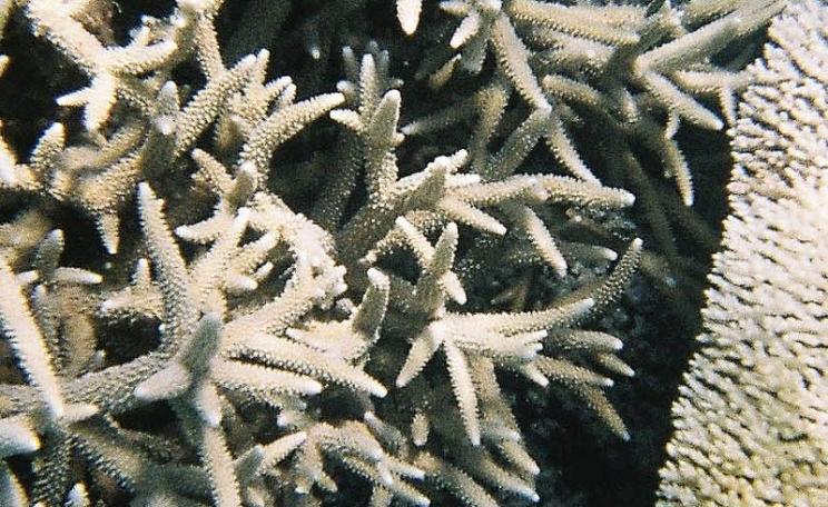 How long before the entire Great Barrier Reef goes this way? Bleached coral at the Great Barrier Reef. Photo: John Howell via Flickr (CC BY-NC-ND).