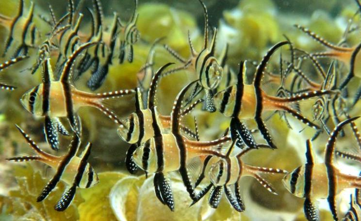 Banggai Cardinalfish in their natural habitat. Photo: Fondation Franz Weber.