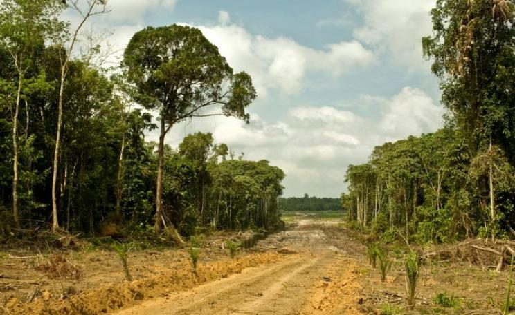 One of two undisclosed palm oil plantations in West Kalimantan, Indonesia, operated by Cargill, via PT Indo Sawit Kekal, 2010. Photo: David Gilbert / Rainforest Action Network via Flickr (CC BY-NC).