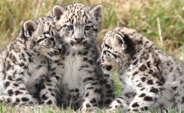 So cute! Two month old snow leopard cubs at the Cat Survival Trust in Welwyn, Hertfordshire, UK. Photo: dingopup via Flickr (CC BY-SA).