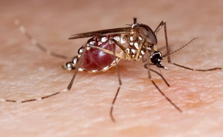 Female Aedes aegypti mosquito filled up on human blood. Photo: Stephen Ausmus / USDA via Flickr (CC BY).