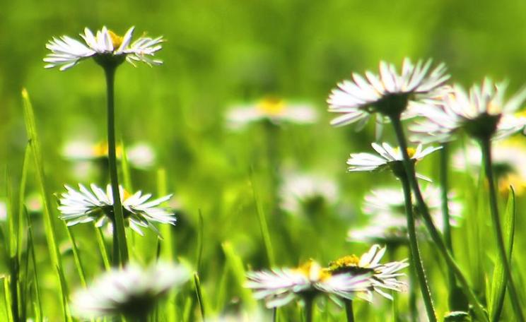 The 'Daisyworld' model is integral to Gaia theory, developed by Dr James Lovelock, which proposes that organisms interact with their surroundings to form a complex, self-regulating system. Photo: Gordon Robertson via Flickr (CC BY).
