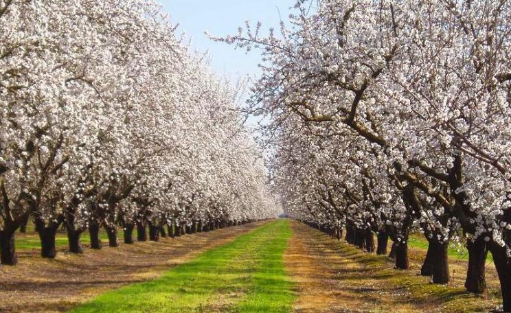 Commercial almond orchards in the US receive some 2.1 million pounds of glyphosate a year - hence the strips of bare earth beneath these trees near Vernalis, along 132 west of Modesto, CA. Photo: Tom Hilton via Flickr (CC BY).