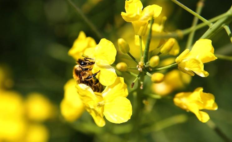 Bee on oilseed rape flower. Photo: ejausberg via Pixabay (Public Domain).