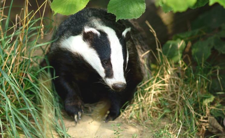 Badger, seen at the British Wildlife Centre, Newchapel, Surrey. Photo: Peter Trimming via Flickr (CC BY).
