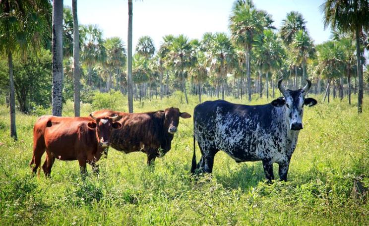 There are 300,000 landless 'family farmers' in Paraguay - but there's always plenty of pasture for the cattle of the latifundistas who own most of the land. Photo: Pozo Colorado, Paraguay by Arcadiuš via Flickr (CC BY).