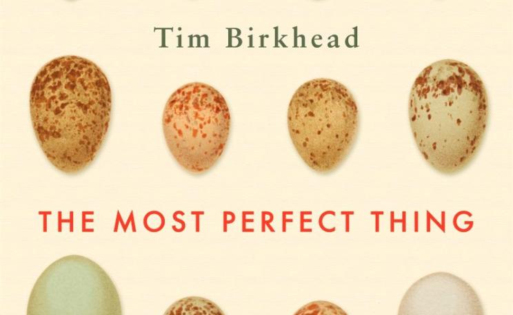 'The most perfect thing - inside (and outside ) a bird's egg' - from front cover.