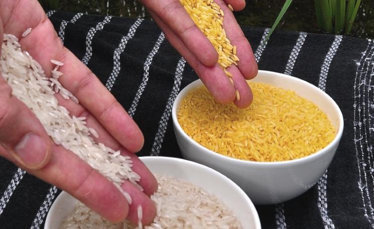Spot the difference! Golden rice and ordinary rice. Photo: International Rice Research Institute (IRRI) via Wikimedia Commons (CC BY).