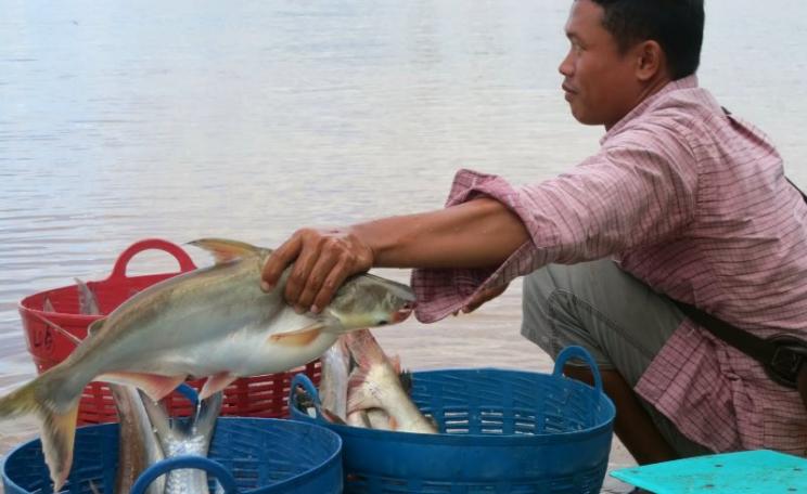 Every morning Lao and Cambodian fishermen land their catch to sell at Veung Kham market just inside the Lao Border. Photo: Tom Fisherman.
