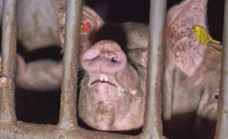 Inside the pig farm. Photo: Farms Not Factories.