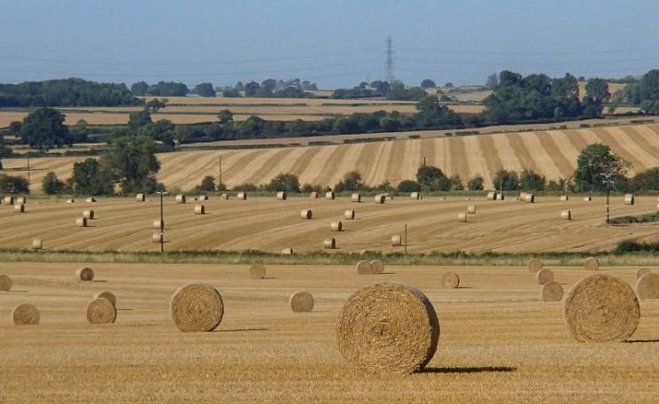 Intensive arable farming near Eakring, Nottinghamshire, England, carried out with massive taxpayer-funded subsidies to wealthy landowners. Photo: Andrew Hill via Flickr (CC BY-ND).