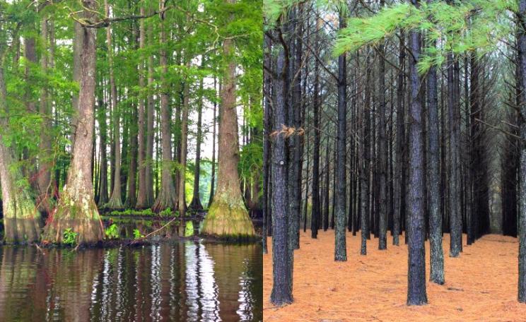 Before and after: natural wetland forest dominated by Swamp cypress, and an industrial plantation of Lolbolly pine. Both photos via Wikimedia Commons (see details on individual photos); amalgamation by The Ecologist (no rights claimed).