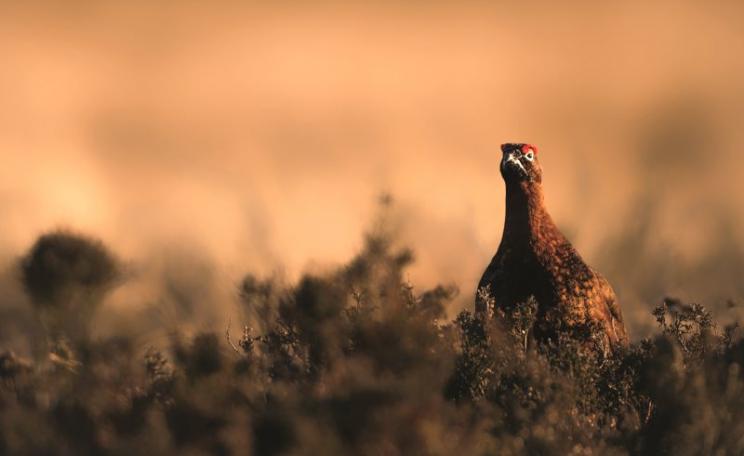 Thousands of hectares of precious upland ecosystems are stripped bare of wildlife and vegetation to make way for grouse - all so they can be shot for the entertainment of very rich people. Photo: League Against Cruel Sports.