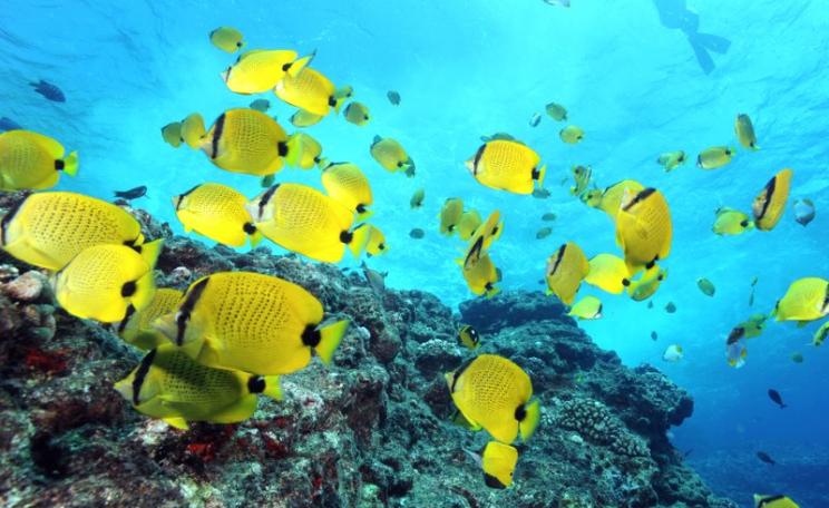 Milletseed butterflyfishes and snorkeler near surface, taken in 2009 in Papahānaumokuākea Marine National Monument - which has just quadrupled in size. Photo: Greg McFall / NOAA's National Ocean Service via Flickr (CC BY).