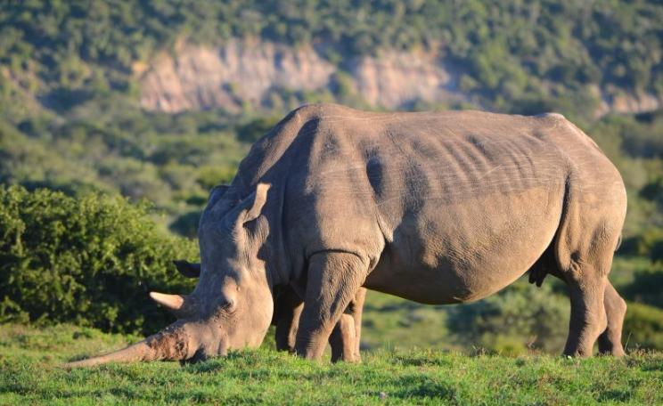 Could a legal, regulated trade in rhino horn help save these wonderful animals by paying for their conservation and taking the profit out of poaching? Photo: rhino on the Eastern Cape, South Africa, by Colin via Flickr (CC BY-NC-SA).