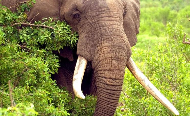 How's it worth more? Alive or dead? African bush elephant. Photo: Arno Meintjes via Fliuckr (CC BY-NC-SA).