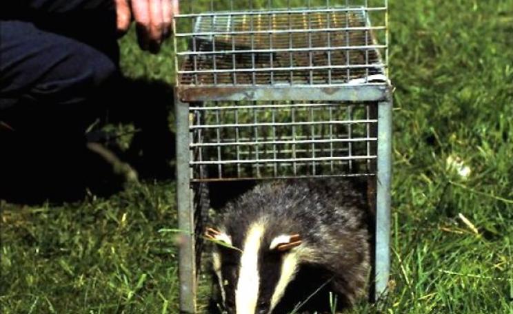 Cover shot of trapped badger used for the new edition of 'The Fate of the Badger' by Richard Meyer, published by Fire-raven Writing.
