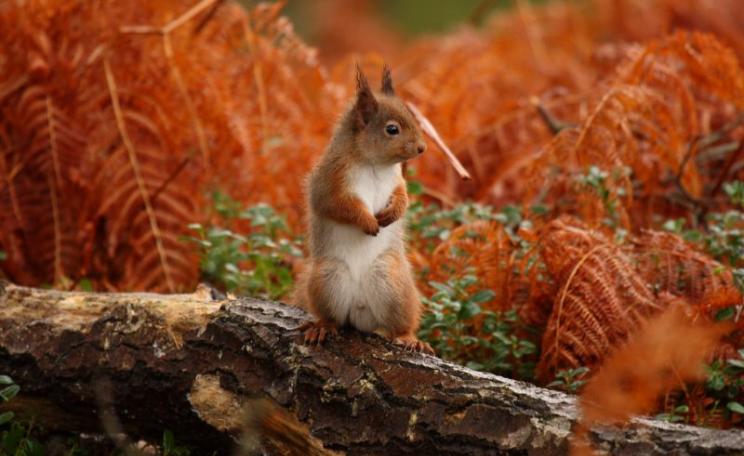 Red squirrel among dead bracken at Kinrara, northern Scotland. Photo: Paul Buxton via Flickr (CC BY-NC-ND).