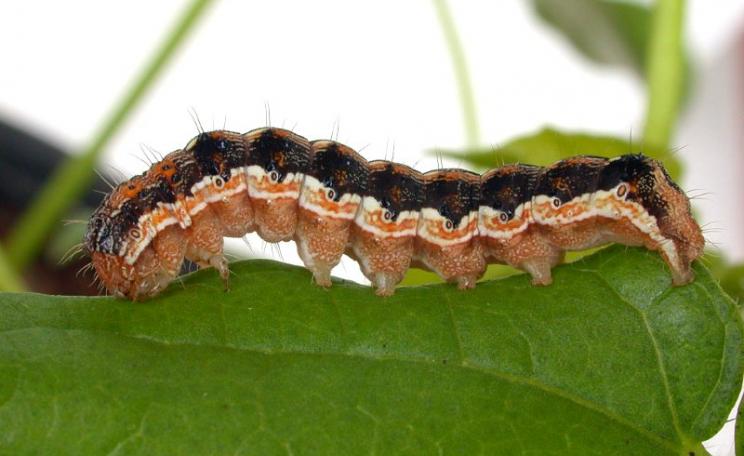 Bt GMO crops are designed to combat pests like the Helicoverpa armigera moth, which causes A$25 million of damage a year in Australia alone to crops such as cotton, legumes and vegetables. But there is a cost: damage to beneficial soil fungi. Photo: CSIRO