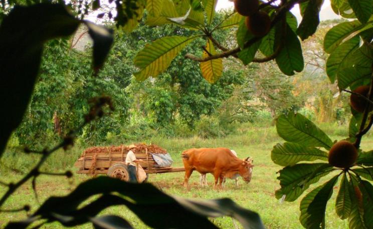Traditional agriculture on a farm in Cuba, where organic and agroecological farming now produce most of the nation's food. Photo: Tach_RedGold&Green via Flickr (CC BY-SA).