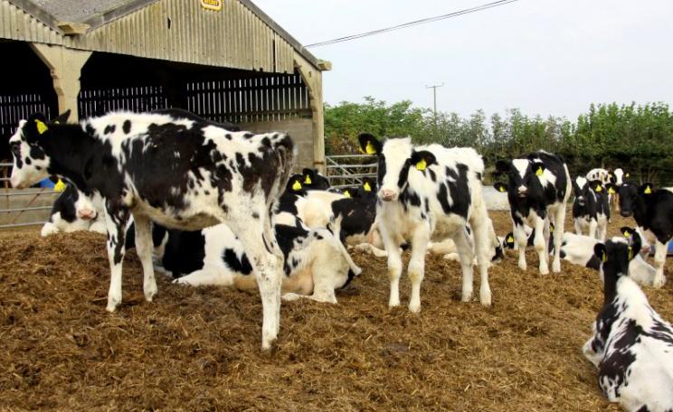 Bovine TB is above all about the cows themselves, and on-farm biosecurity (or the lack of it). Cattle in a farmyard in Pancross, Wales. Photo: Ben Salter via Flickr (CC BY).
