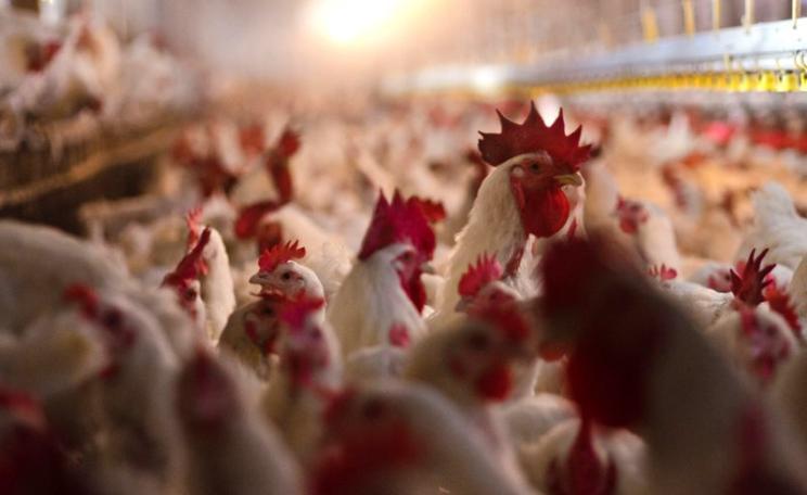 Some of the 17,000 poultry at an intensive chicken farm in Pennsylvania, USA, which produces 2.5 million chicks each year. Photo: Lance Cheung / US Department of Agriculture via Flickr (CC BY).