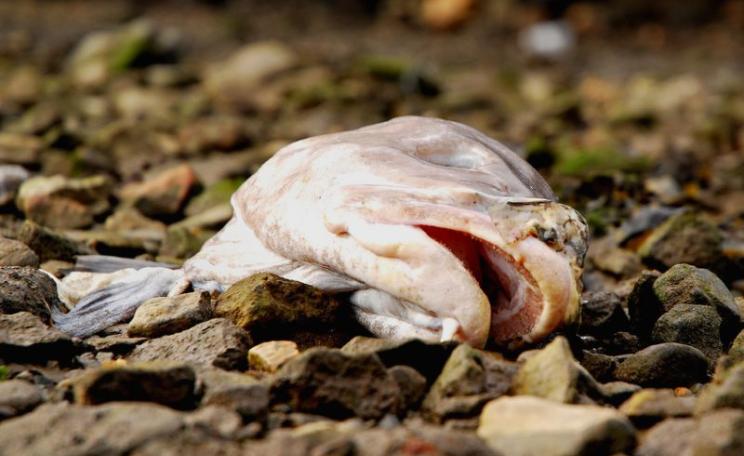 Dead fish at Newlyn harbour, Cornwall. Photo: Barry via Flickr (CC BY-NC-SA).