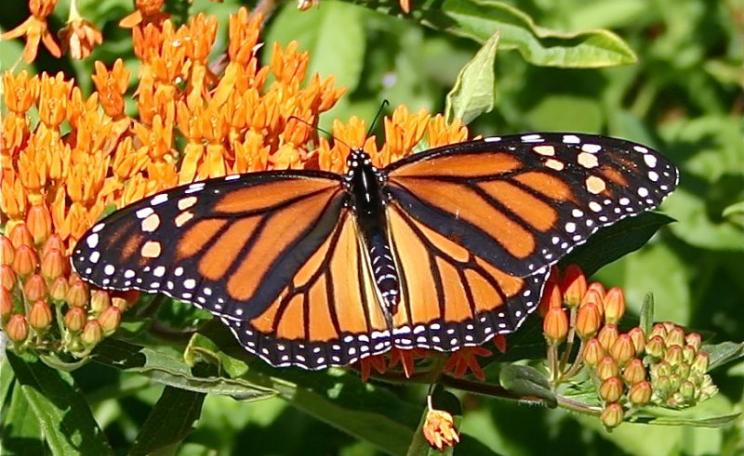 Monarch butterfly sipping nectar from milkweed. Photo: Sherri VandenAkker via Flickr (CC BY-NC-SA).