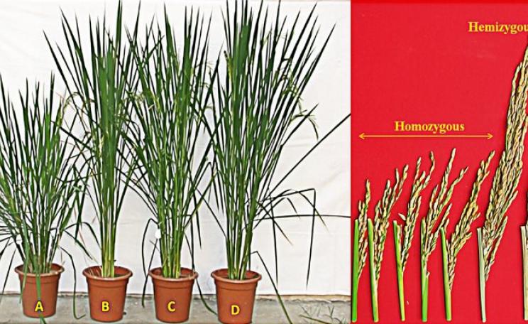 Photographs showing the growth of plants and seed heads of the new golden rice crosses versus the non-GMO cultivar. The GMO golden rice is the abnormal and stunted one on the left. Photo: from PLOS One.