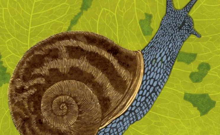 From front cover of 'Slugs and Snails by Robert Cameron, published by Harper Collins.