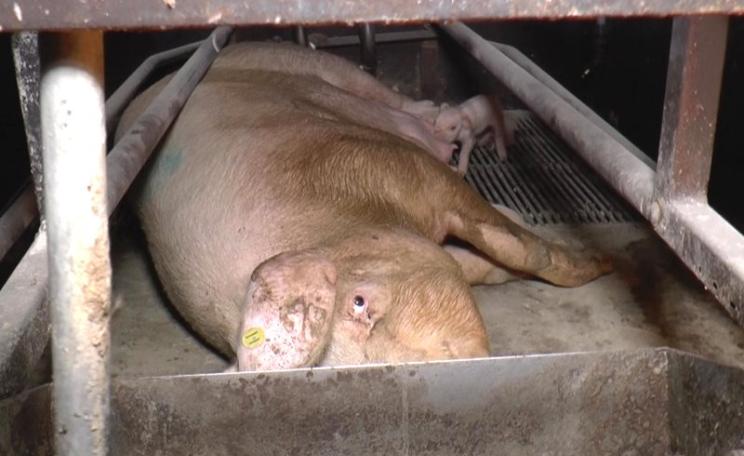 Photo: VIVA & Allen Hanford Ltd.