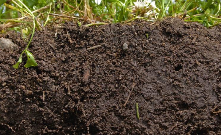 The rich, deep color of this soil and high organic content shows exactly what healthy soil looks like. A diverse blend of crops, grasses, and cover crops creates a protective blanket that feeds and nurtures the soil. Photo: USDA-NRCS photo by Catherine Ul