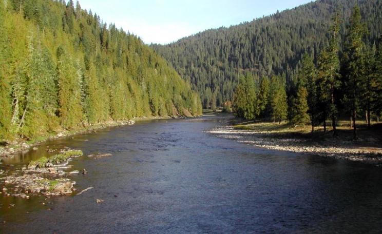 These trees along Idaho's Selway River may be harboring insects, fungi and bacteria - best cut them down quick to maintain forest health! Photo: Friends of Clearwater.