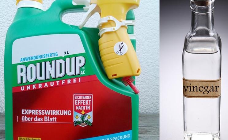 Spot the difference: Monsanto's new 'Glyphosate-free' Roundup product, now on sale in Germany, and a bottle of vinegar. Photo: Dr Helmut Burtscher / GMWatch.