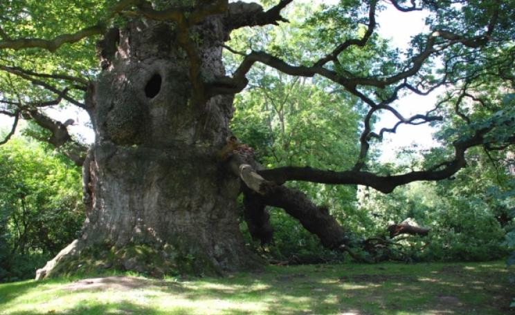 Majesty, a pedunculate oak at Fredville Park in Nonington, Kent, is arguably the most impressive tree in Britain, and indeed the whole of Europe.