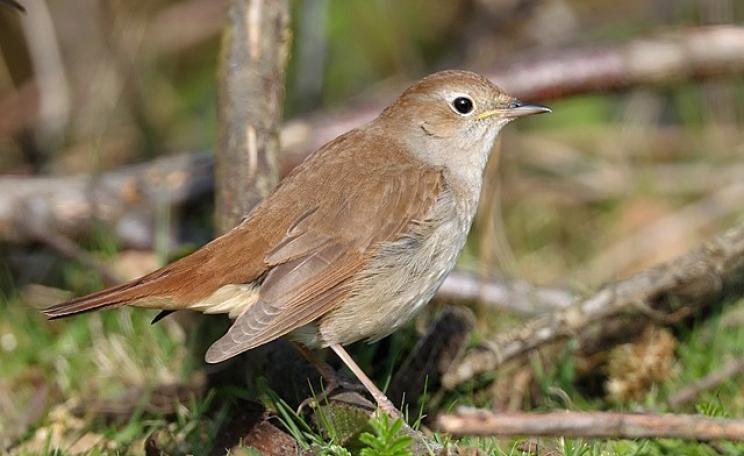 Nightingale, Minsmere RSPB, Suffolk (c) Ian Curran.