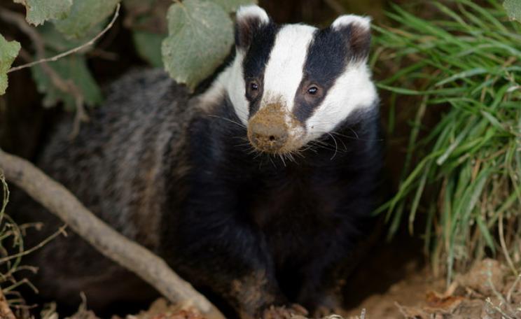 Honey, in her sett, is just one of the potential beneficiaries, both human and animal, of a breakthrough test for bovine TB.