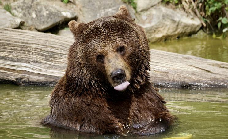 The announcement by Romania that hunting of some large mammals can resume is unbearable.