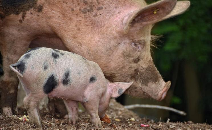 Brexit is no oink-ment for live animal exports.