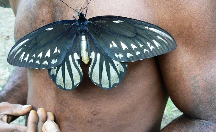 A local landowner with a female Ornithoptera alexandrae (c) Eddie Malaisa