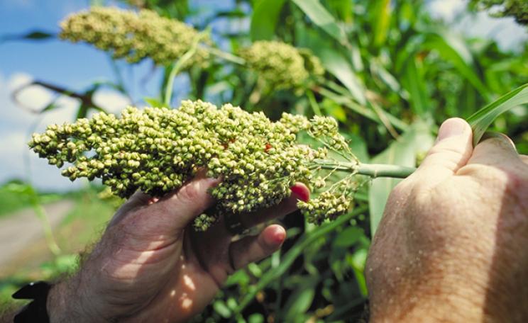 Sorghum is a staple food for almost half a billion people in Africa and South Asia.